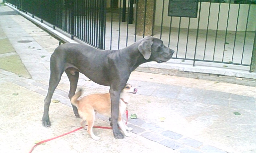 Un tiChienton pour sauver tiChien ! Un tiChienton pour sauver tiChien !