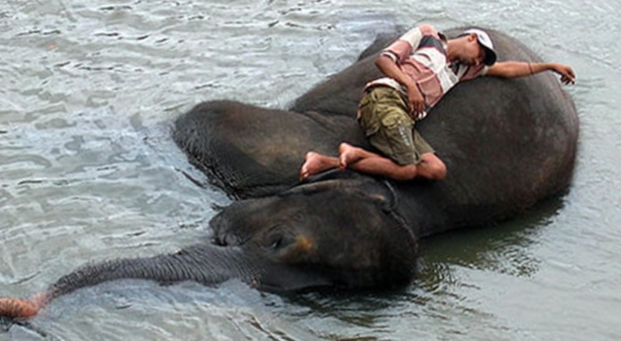 La sieste du cornac © Catherine Morice - Août 2006 Sri Lanka Eléphants La sieste du cornac © Catherine Morice - Août 2006 Sri Lanka Eléphants