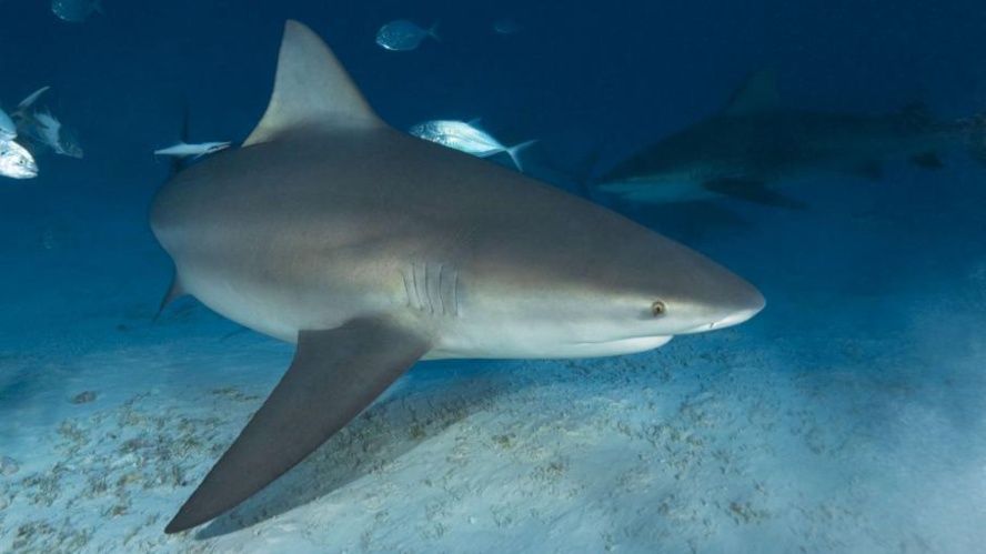 Attaque de requin sur le spot de surf de la Gauche de Saint-Leu