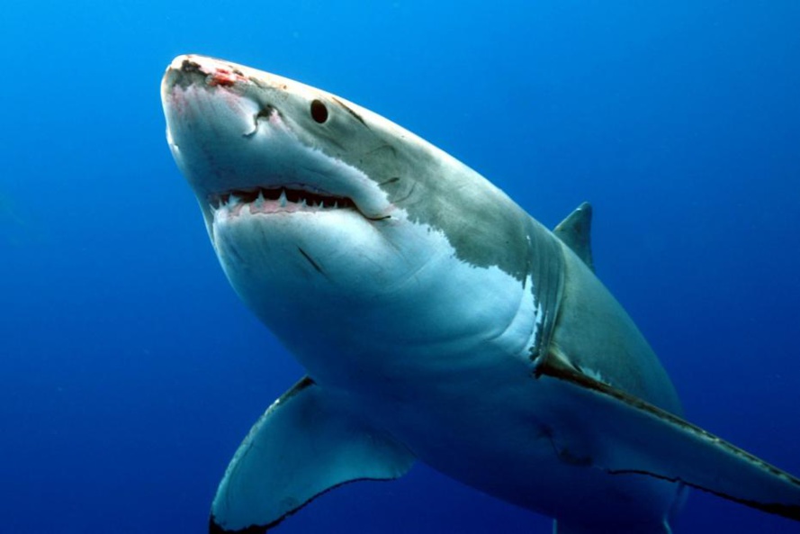 Le dispositif anti-requin fait choux blanc