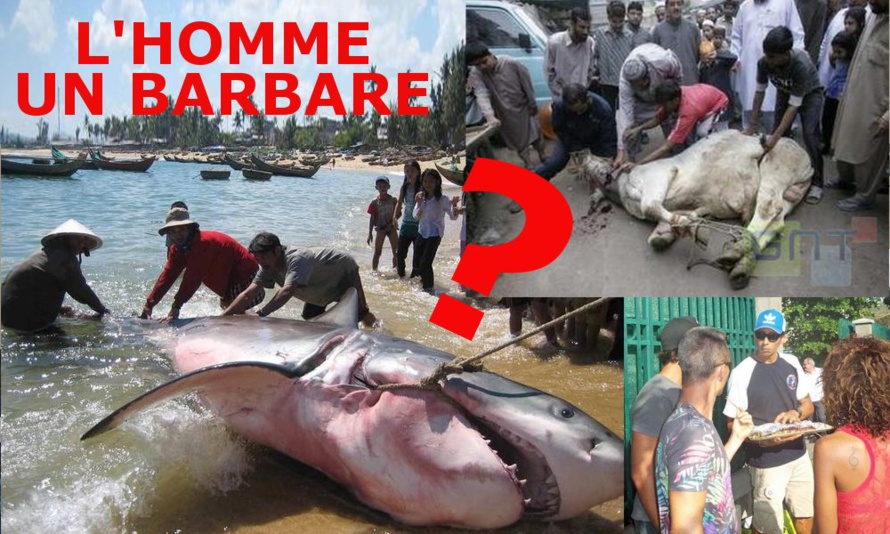 L'homme : un barbare ? L'homme : un barbare ?