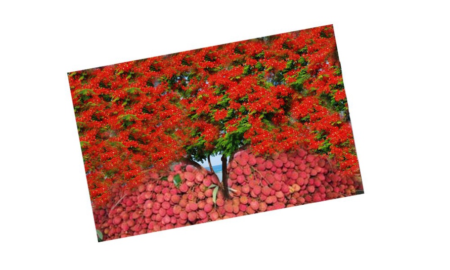 FLAMBOYANTS, LETCHIS, VITRINES ET RUES EN GUIRLANDÉES… DES MESSAGERS DES FÊTES DE NOËL FLAMBOYANTS, LETCHIS, VITRINES ET RUES EN GUIRLANDÉES… DES MESSAGERS DES FÊTES DE NOËL