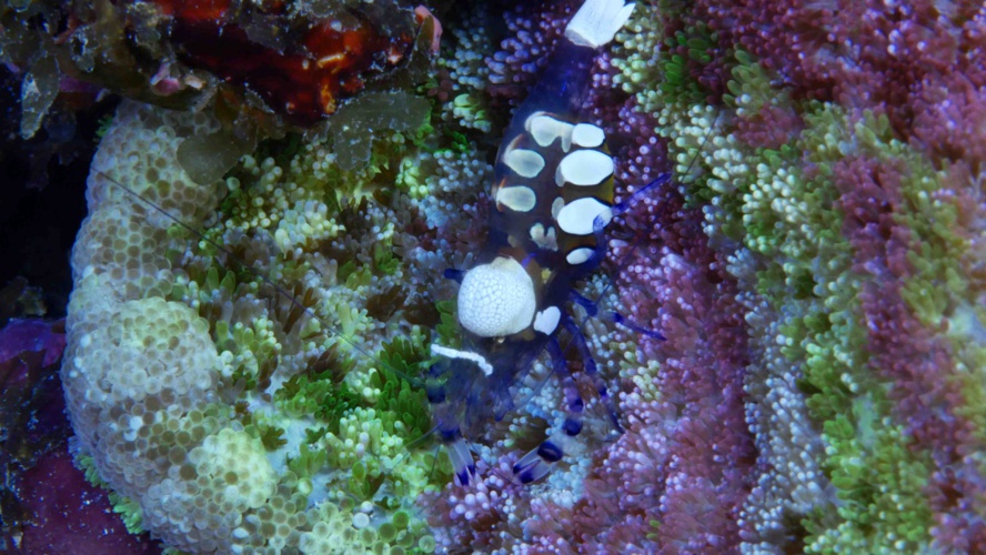 Le patrimoine visuel Réunionnais pour la première fois en Ultra Haute Définition Le patrimoine visuel Réunionnais pour la première fois en Ultra Haute Définition