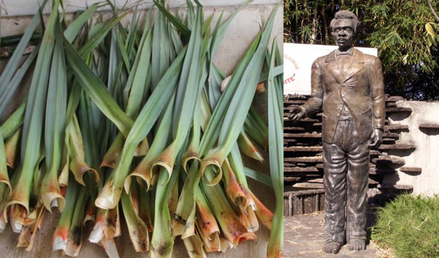 Sainte-Suzanne : Après les feuilles de tôle, les feuilles de vacoa Sainte-Suzanne : Après les feuilles de tôle, les feuilles de vacoa
