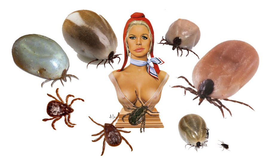 La Réunion : Qui est le Génie des Carapates ? La Réunion : Qui est le Génie des Carapates ?