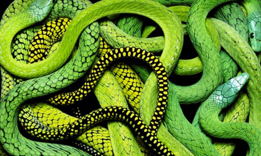 Lettre ouverte aux décideurs, pour la protection des Familles Réunionnaises et de la Nature qui l’entoure. Lettre ouverte aux décideurs, pour la protection des Familles Réunionnaises et de la Nature qui l’entoure.