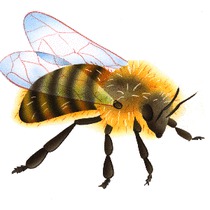 BZZ, BZZ ,BZZ ( Je n'ai pas trouvé mieux comme titre)