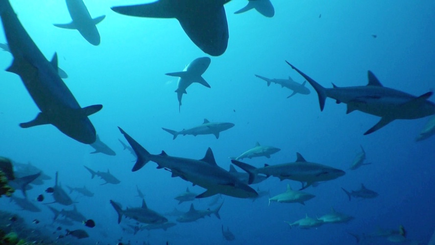 Tuer un requin c'est attirer des requins