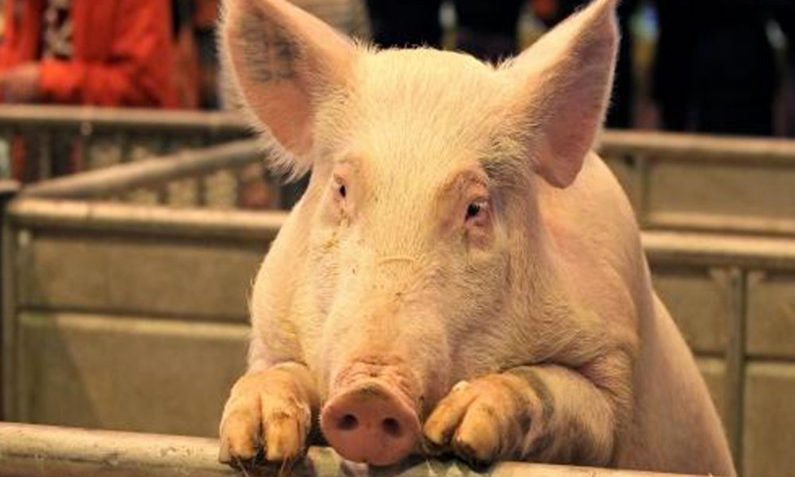 UN VRAI PARFUM DE CAMPAGNE Á BRAS-PANON UN VRAI PARFUM DE CAMPAGNE Á BRAS-PANON