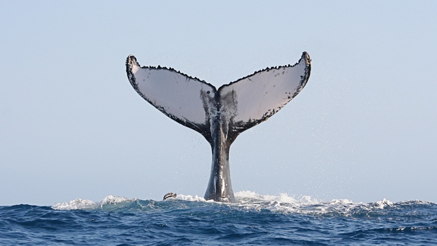 Didier Robert, l’écologiste conscient de la nécéssaire préservation de la biodiversité Didier Robert, l’écologiste conscient de la nécéssaire préservation de la biodiversité