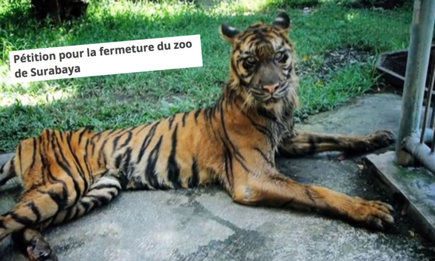 SAUVONS LES ANIMAUX DU ZOO !