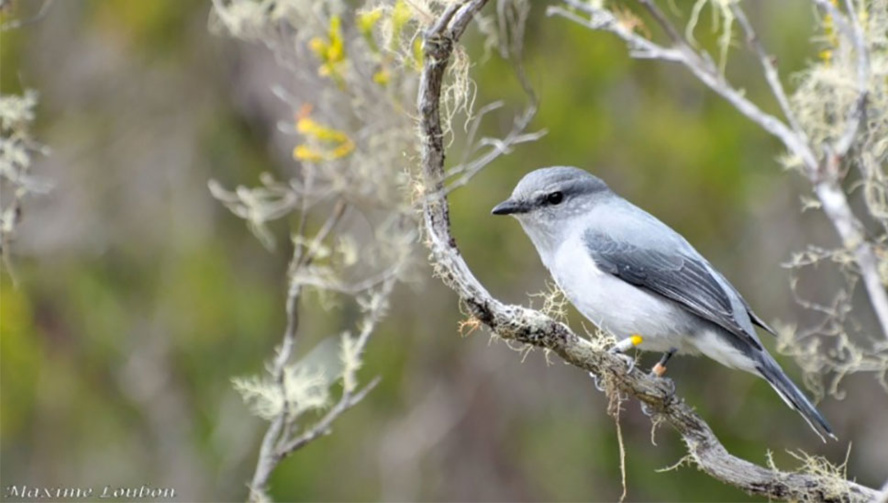 Faune Réunionnaise - PRESSECOLOGIE Faune Réunionnaise - PRESSECOLOGIE