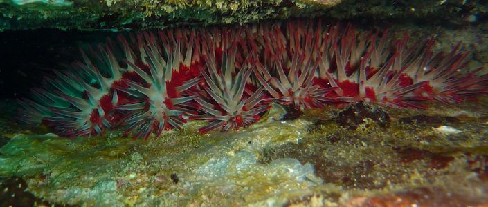 Espèces marines envahissantes