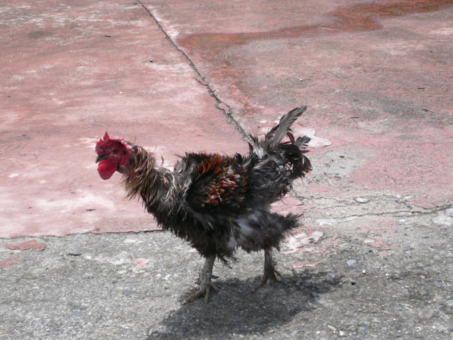 Thierry Robert : Je suis partout Thierry Robert : Je suis partout