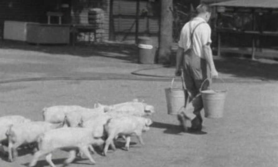 Le « manger cochon » : la nouvelle Start Up de Bello ! Le « manger cochon » : la nouvelle Start Up de Bello !