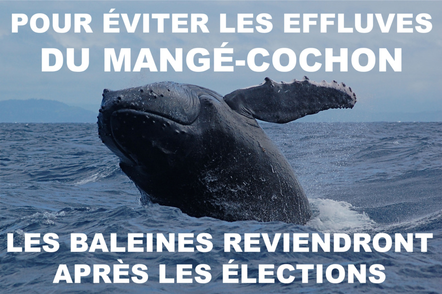 Adieu baleines !