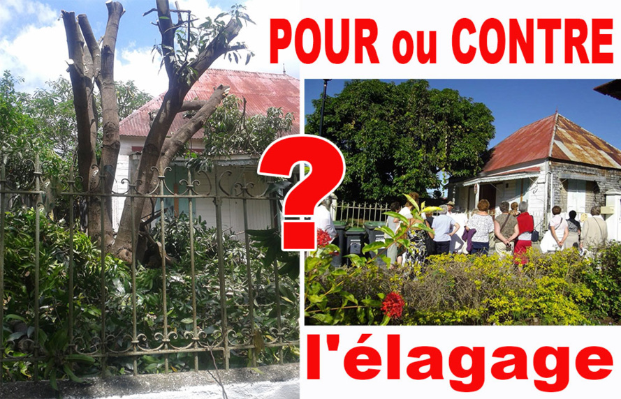 ENTRE-DEUX : Peut-on encore élaguer les arbres ? ENTRE-DEUX : Peut-on encore élaguer les arbres ?