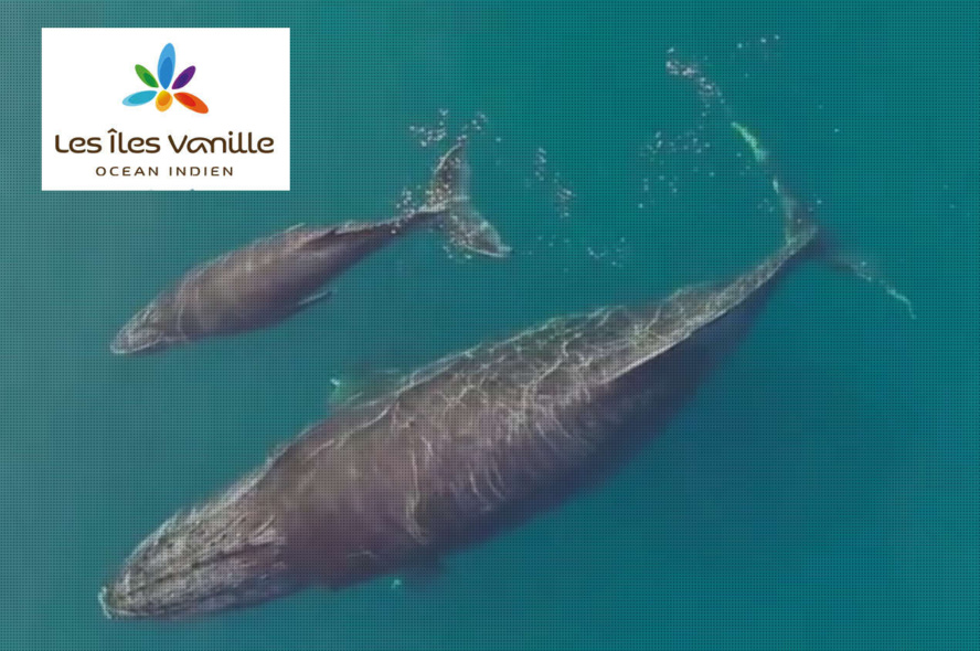 Les îles Vanille : C'est quoi ? Les îles Vanille : C'est quoi ?