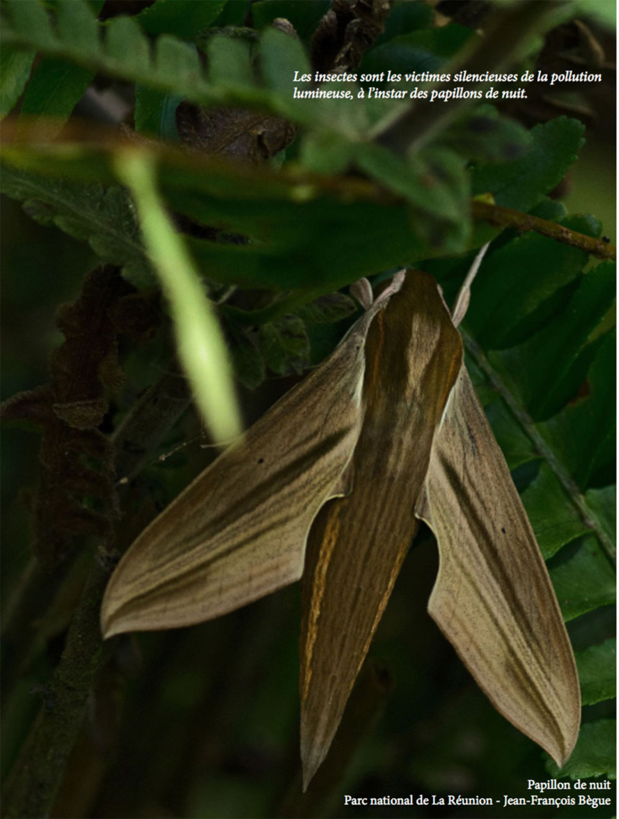 Les Nuits sans Lumière : Le bilan 2016 Les Nuits sans Lumière : Le bilan 2016