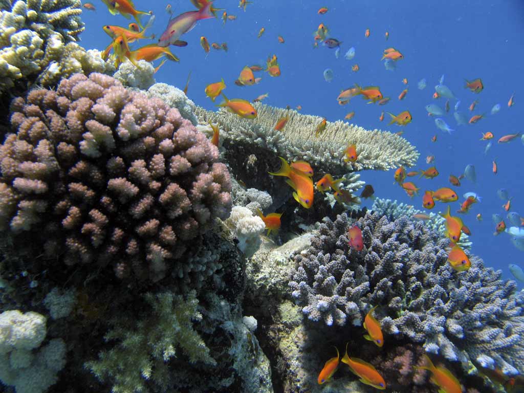 Le récif corallien réunionnais à l’honneur  les 15 et 16 décembre 2018