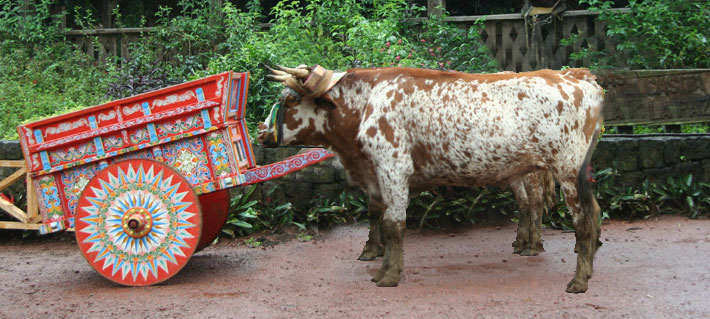 La charrette avant le boeuf
