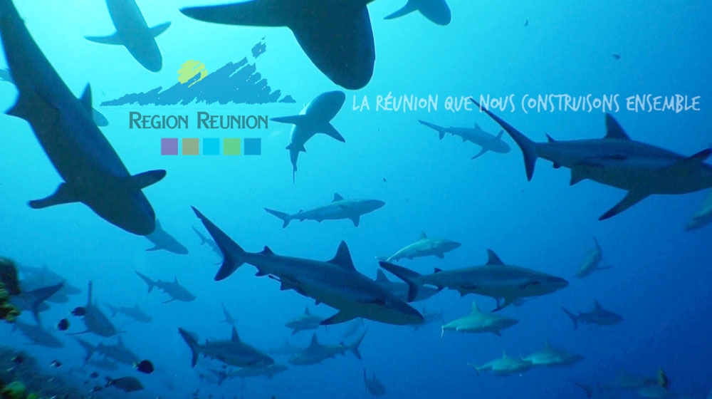 Que fait réellement la Région Réunion pour la réduction du risque requin à La Réunion ?