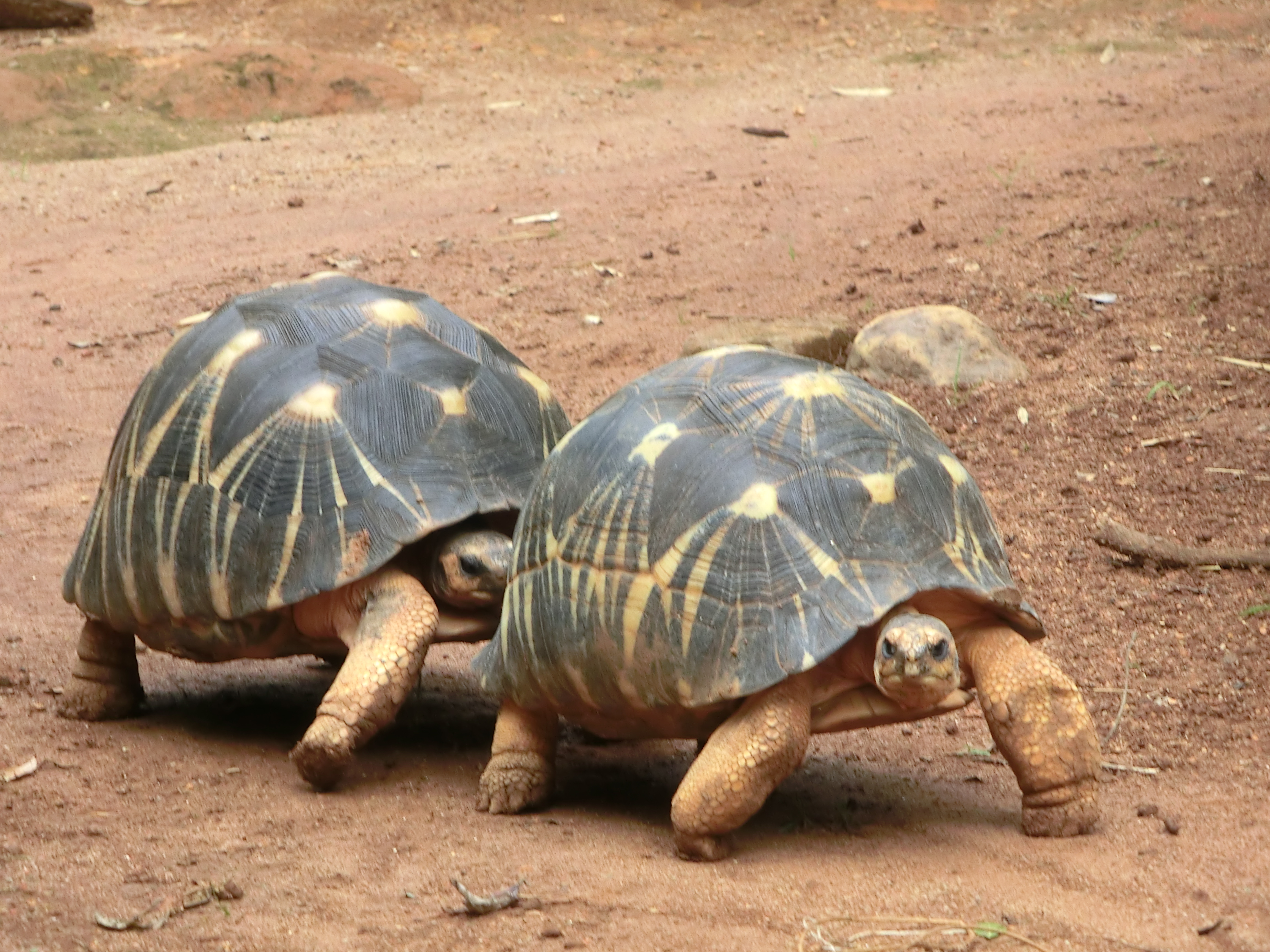 Saisie de tortues: Rappel des règles de détention de tortues d’espèces protégées