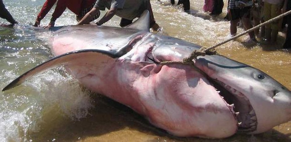 ​Didier Robert aux côtés des acteurs et des usagers de la mer Saint-Denis, le samedi 15 novembre 2014