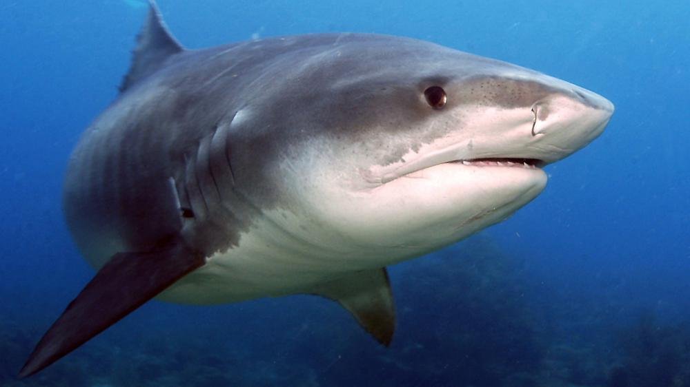 Bilan provisoire du dispositif post-attaque :  capture d'un requin tigre