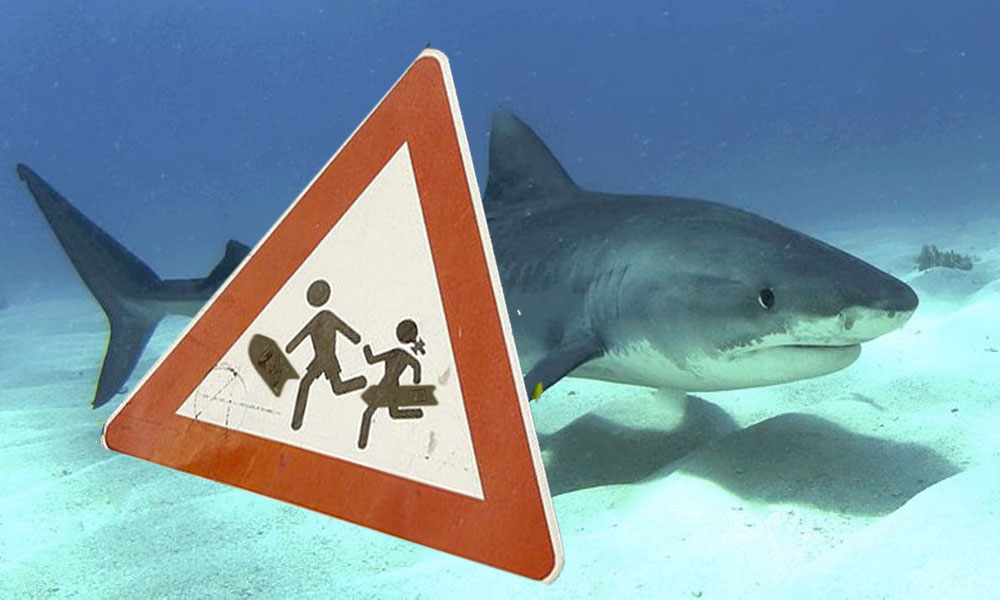 Requin : Pour éviter que la situation ne s'aggrave...
