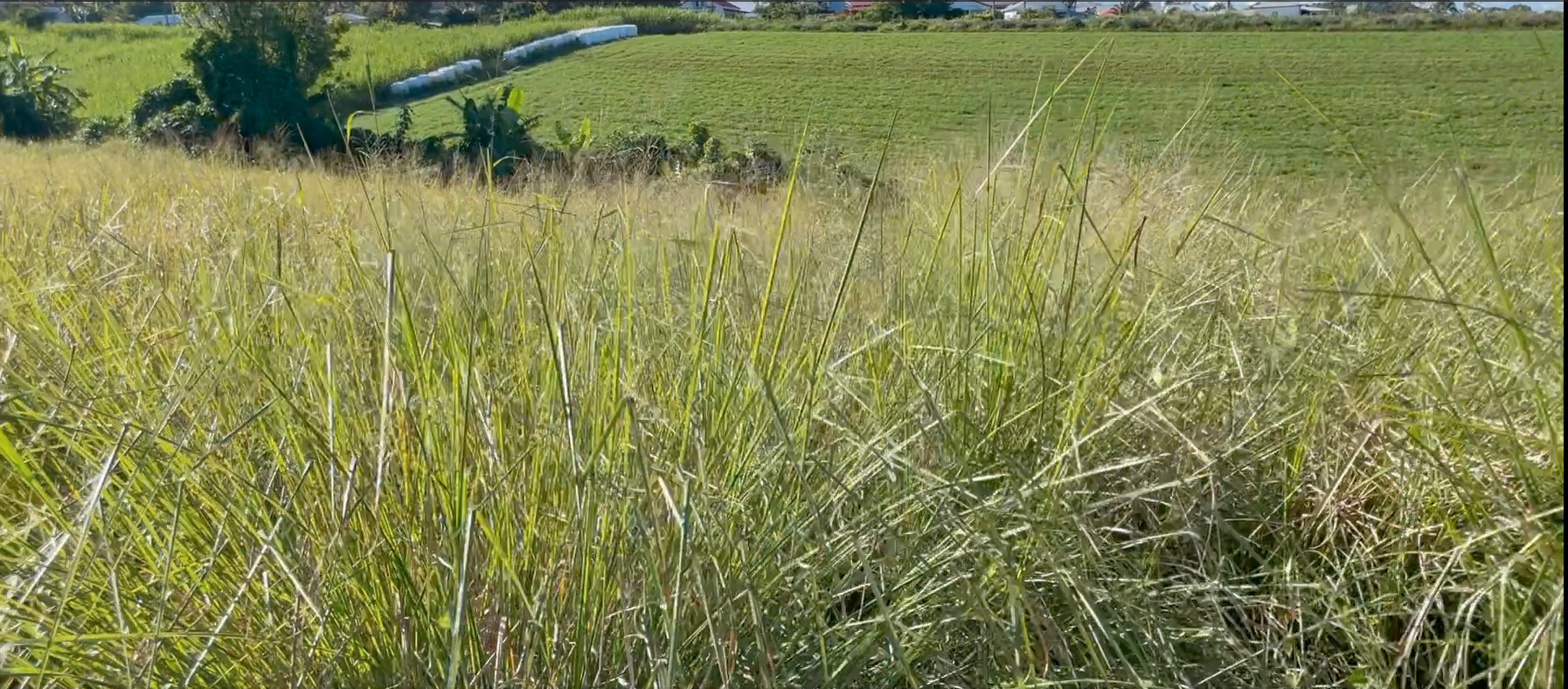 Champ de vétyver, Bérive