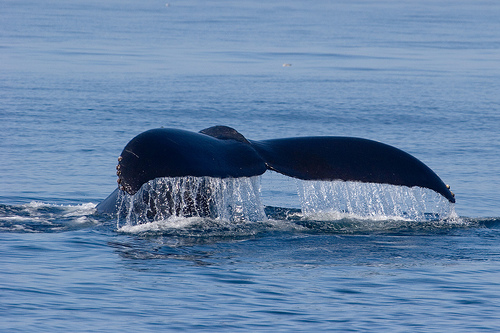 Charte d’approche des baleines et code de l’environnement : des contrôles organisés cet été