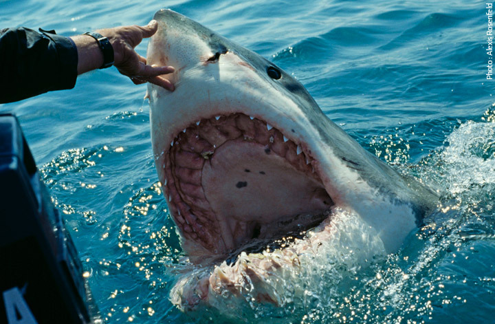 Dispositif post-attaque : capture d’un requin bouledogue
