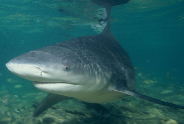 Requins : Bilan du dispositif post-attaque