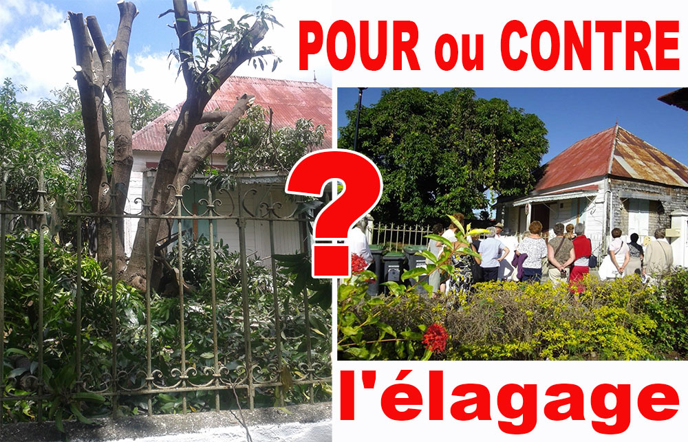 ENTRE-DEUX : Peut-on encore élaguer les arbres ?