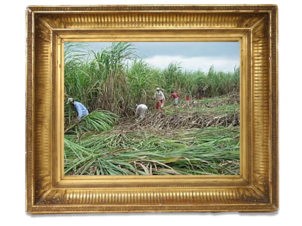 ​Ouverture de la campagne sucrière : que les acteurs de la filière soient soutenus et entendus pour la sauvegarde de la canne réunionnaise !