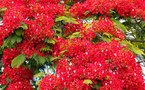 La Ligue des droits de l'Homme contre les "Voisins vigilants"