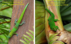 Sauvons le Gecko vert de Manapany et le Gecko vert de Bourbon