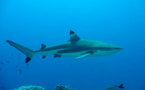 Un biologiste marin cite La Réunion "quand il parle des déchets humains qui attirent les requins…"