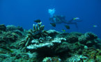 Greenpeace : "Les pêcheurs sont ainsi les principaux bénéficiaires de la création de réserves marines"