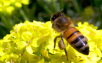 Une pétition pour sauver des abeilles
