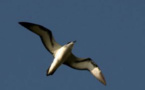 "Tout est bon dans le Pétrel, grâce au Parc national de La Réunion"
