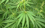 Les médicaments contenant du zamal ou cannabis autorisés, faut-il en avoir peur ?