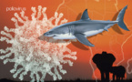 Sauver le virus de la polio… et les requins!