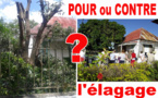 ENTRE-DEUX : Peut-on encore élaguer les arbres ?