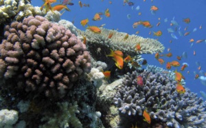 Le récif corallien réunionnais à l’honneur  les 15 et 16 décembre 2018