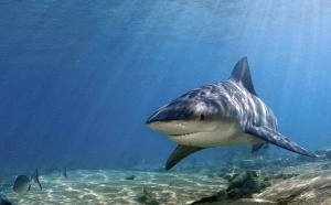 Risque requins : opération ciblée de prélèvement