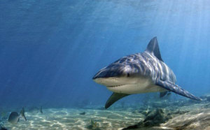 "Pour les requins, les réserves marines sont bénéfiques"