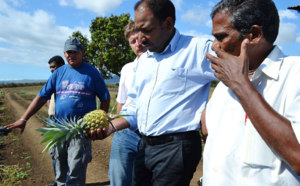 Saint-Leu : terre de prédilection pour l'ananas Victoria