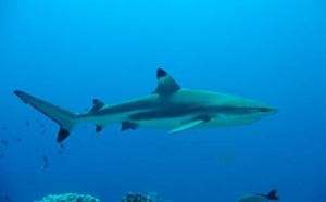 Risque requin : la sécurisation de la baignade aux communes